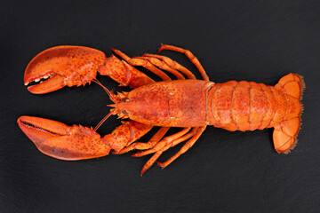 top view of a whole cooked red lobster on black slate background