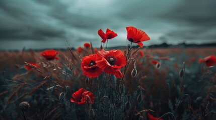 Obraz premium Field of red poppies and green wheat
