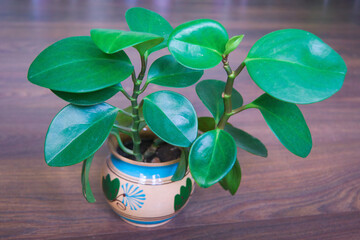 Close-up of peperomia leaves growing in a pot.