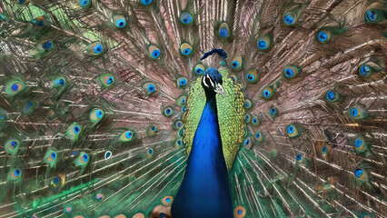 Obraz premium peacock portrait with iridescent plumage fanned out in display