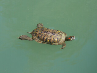 Pond slider (Trachemys scripta) swims on the water