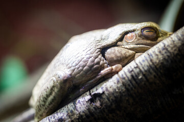 A tree frog is captured in a closeup shot while peacefully resting on a branch in its natural...