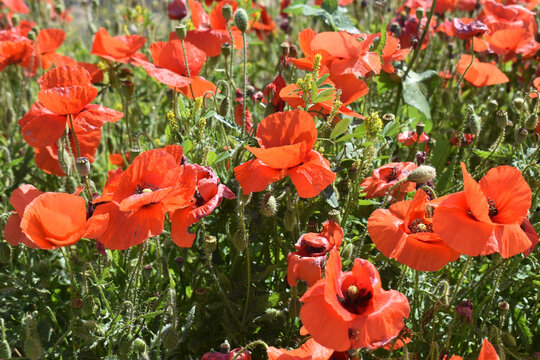 Close-up of red poppy flowers on field