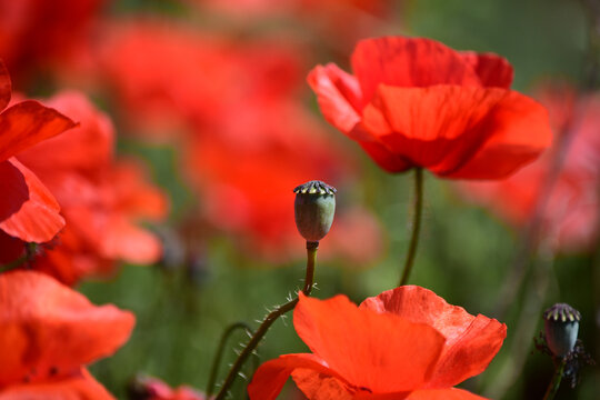 Close-up of red poppy flowers