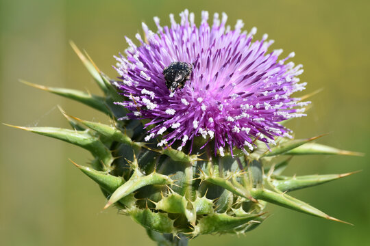 Close-up of thistle flower
