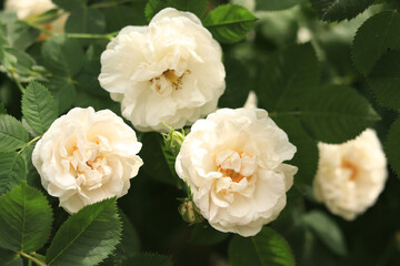 Blooming white rose, flowers close-up. Flowers in a park or garden. Gardening. Growing roses. Beautiful white flowers among green leaves. Shrub roses in spring. Natural floral background