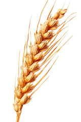 Golden Wheat Ear Isolated on Transparent Background, PNG