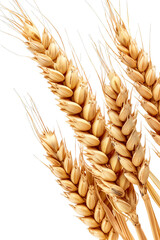 Close-up of Golden Wheat Ears Isolated on Transparent Background, PNG