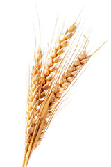 Golden Wheat Ears Isolated on Transparent Background, PNG