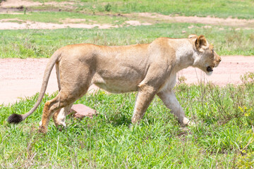 African Lion (Panthera leo. Lioness prowling through  lush grassland, Kruger National Park, Limpopo, South Africa. Listed as Vulnerable