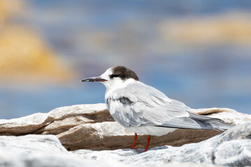 Common Tern (Sterna hirundo) on rocks at Bird Island tern roost, Lamberts Bay, West Coast, South Africa