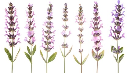 Naklejka premium lavender stems five image