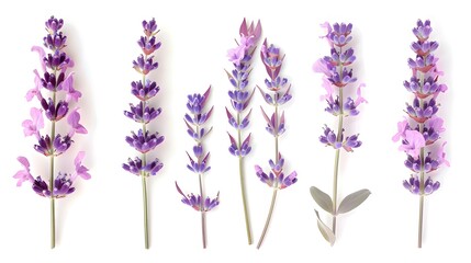 lavender stems five pic