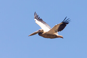 Great White Pelican or Eastern White Pelican (Pelecanus onocrotalus) flying, Velddrif, West Coast, Western Cape, South Africa