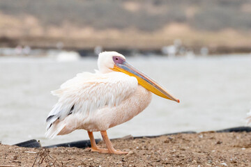 Great White Pelican or Eastern White Pelican (Pelecanus onocrotalus) in morning mist, Kliphoek Salt Pans, Velddrif, West Coast, Western Cape, South Africa