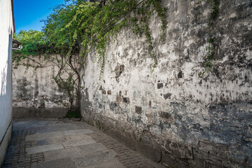 some green plants on the old wall