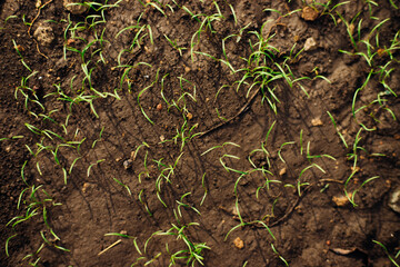 Small green shoots growing in good soil. The concept of agriculture, organic gardening, planting or ecology. Young shoots, growing seedlings.