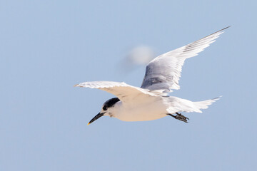 Fototapeta premium Sandwich Tern (Thalasseus sandvicensis) in flight on the West Coast, South Africa in summer