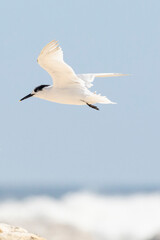 Sandwich Tern (Thalasseus sandvicensis) in flight over the ocean, West Coast, South Africa