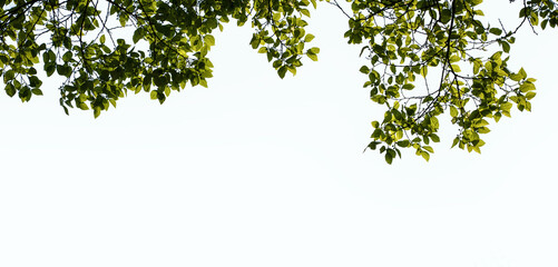 Obraz premium Blue Sky and Foliage: Nature's Frame in the City