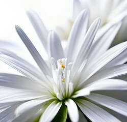 daisy on black, white, plant, summer, camomile, chamomile, yellow, isolated, beauty, blossom, garden, bloom