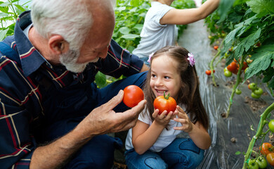 Grandfather growing organic vegetables with family at bio farm. People healthy food concept