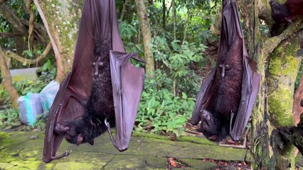 Giant fruit bats or large flying foxes - Pteropus vampyrus, Pteropus giganteus. A tourist area in Bali, Indonesia. Flying foxes in daytime. These fruit fly bats are hanging upside down in the jungle