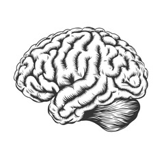 Human brain in profile. Schematic vintage sketch engraving vector illustration. Monochrome Black and white hand drawn image isolated on white background. Woodcut, etching imitation.