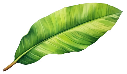 PNG Leaf plant banana leaf freshness