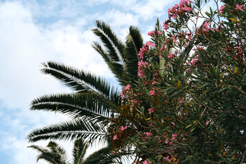 Pink oleander flowers and palm trees on Adriatic coast in city Bar, Montenegro. View from below of...