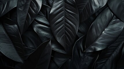 Fototapeta premium Abstract black leaves texture for tropical backgrounds.