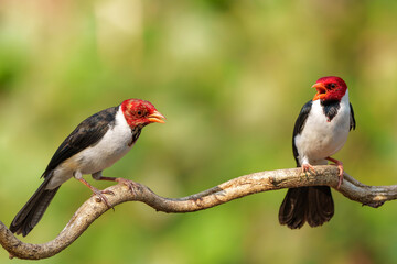 Yellow-billed cardinal (Paroaria capitata) sitting on a branch in the North Pantanal, Mato Grosso, Brazil
