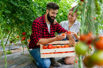 Young happy couple of farmers working in greenhouse, with organic bio tomato, vegetable