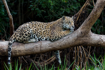 Jaguar (Panthera onca) resting in a tree in the Northern Pantanal in Mata Grosso in Brazil