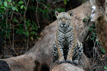 Jaguar (Panthera onca) resting in a tree in the Northern Pantanal in Mata Grosso in Brazil