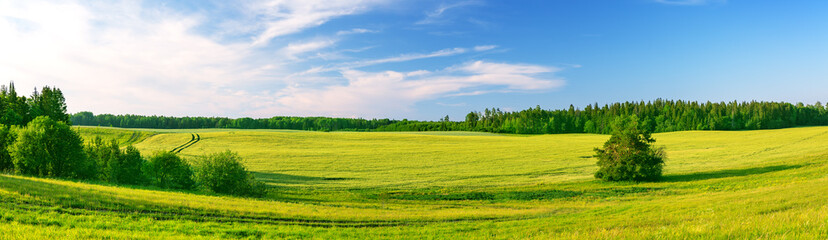 Panoramic view of the wide green field in natural park in summer.