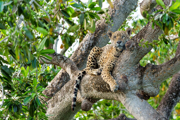 Jaguar (Panthera onca) resting in a tree in the Northern Pantanal in Mata Grosso in Brazil © henk bogaard