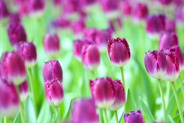 Colorful tulips blooming in the garden.