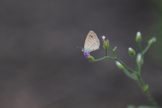 Zizula hylax, 'the Tiny grass blue' is a species of blue butterfly