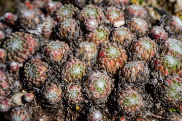 Red succulent plants growing in the Alps - Wildlife in the Dolomites, Italy