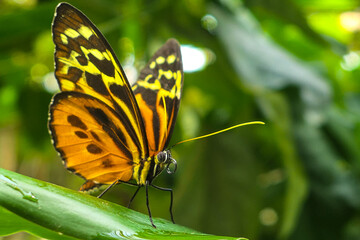 Close up of a butterfly on a leaf