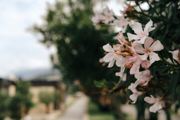Pink oleander flowers and palm trees on Adriatic coast in city Bar, Montenegro. Beautiful but...