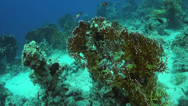 A coral reef is shown in a blue and green color. The reef is full of life, with fish swimming around and plants growing on the reef. Concept of wonder and awe at the beauty of the underwater world
