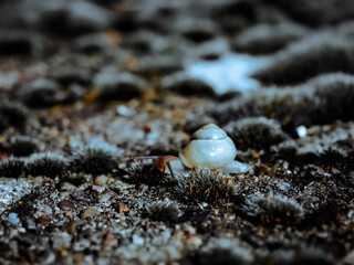 slimy snail in the evening