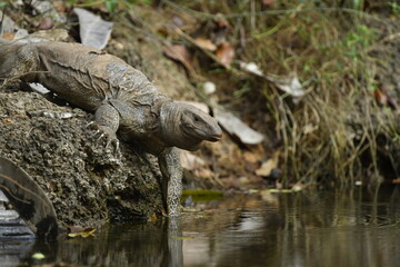 Monitor lizards are lizards in the genus Varanus, the only extant genus in the family Varanidae. They are native to Africa, Asia, and Oceania.