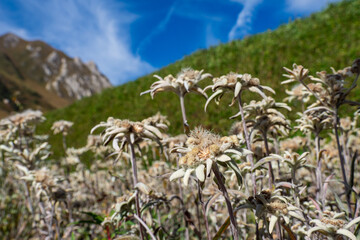 Field of Edelweiss flowers growing at Altitude in the mountains of the Alps in Europe