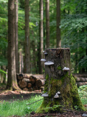 Nach Regenwetter im Forst, Waldstimmung Baumpilze am Baumstumpf