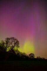 Sihouette of a group of trees with the Aurora Borealis above. County Durham, England, UK.