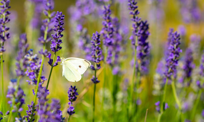 Butterflies on spring lavender flowers under sunlight. Beautiful landscape of nature with a panoramic view. Hi spring. long banner