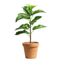 plants of pot isolated on white background